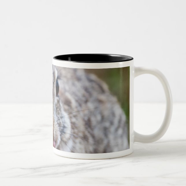 Texas cottontail rabbit Two-Tone coffee mug (Right)