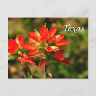 Texas Indian Paintbrush Wildflower Postcard