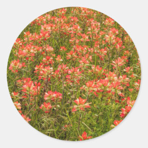Texas Indian Paintbrush Wildflowers Classic Round Sticker