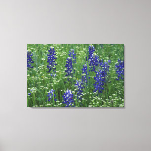 Texas, Lake Buchanan. Texas Bluebonnet and Wild Canvas Print