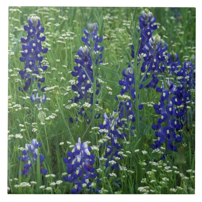 Texas, Lake Buchanan. Texas Bluebonnet and Wild Tile (Front)