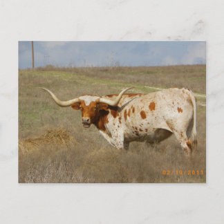 Texas Long Horn Postcard