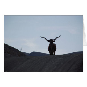 Texas Longhorn