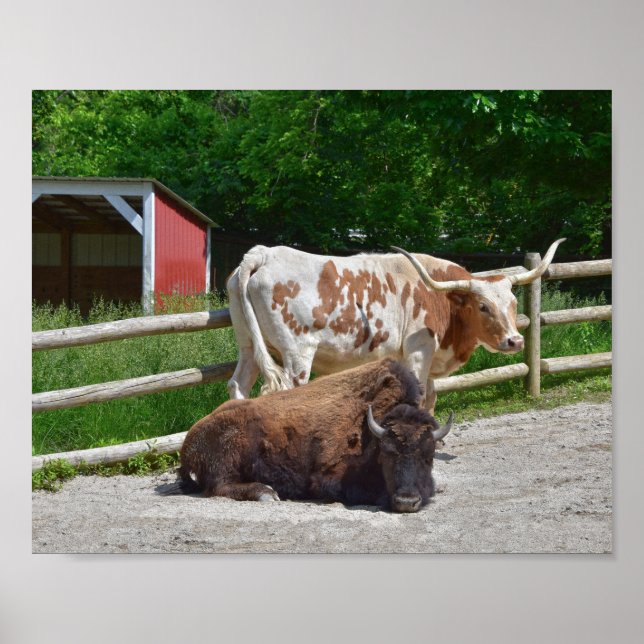 Texas Longhorn and American Bison Poster (Front)
