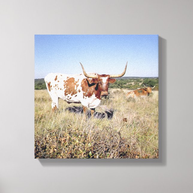 Texas Longhorn Breed (photo) Canvas Print (Front)