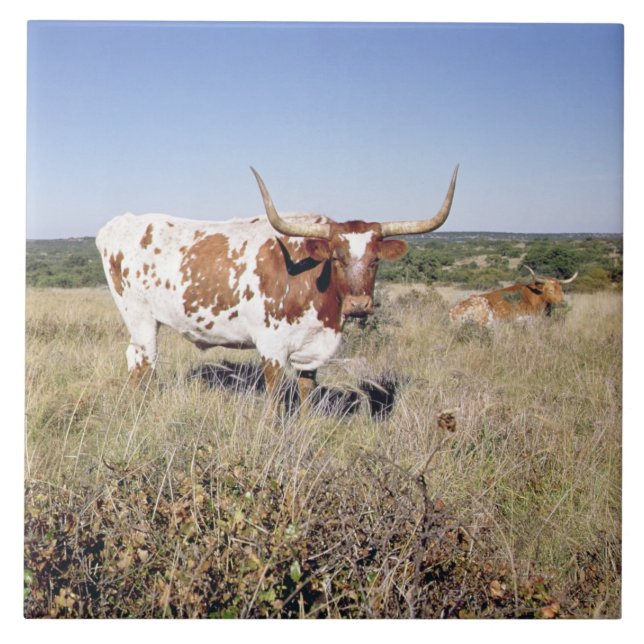 Texas Longhorn Breed (photo) Tile (Front)