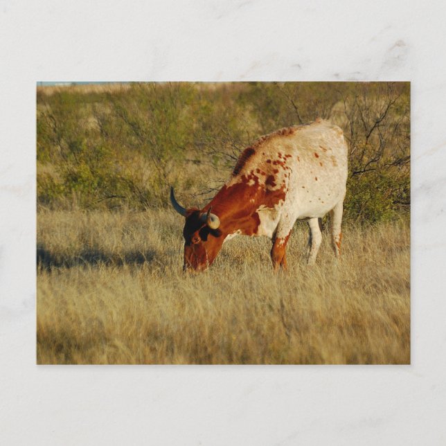 Texas Longhorn Cattle Postcard (Front)