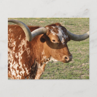 Texas Longhorn Closeup Postcard