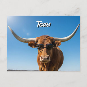 Texas longhorn in sunglasses postcard