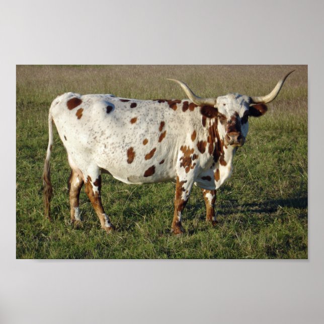 Texas Longhorn Poster (Front)