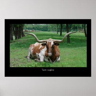 Texas Longhorn Poster Print