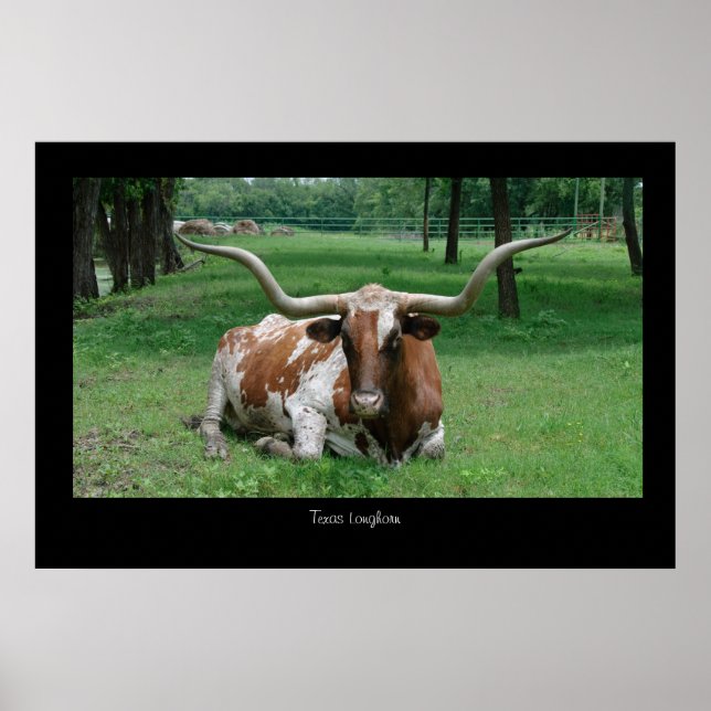 Texas Longhorn Poster Print (Front)