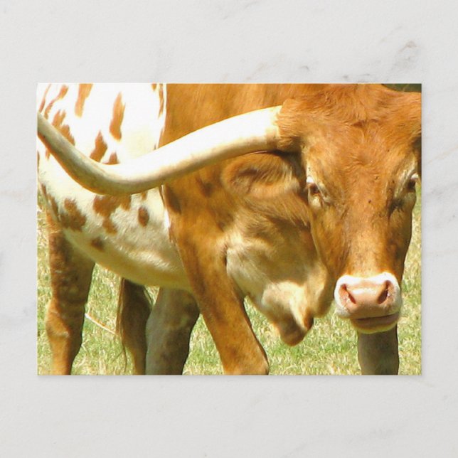 Texas Longhorn Up Close Postcard (Front)