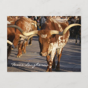Texas Longhorns Postcard