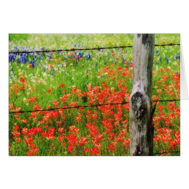 Texas Paintbrush behind Barbed WIre Fence (Front Horizontal)