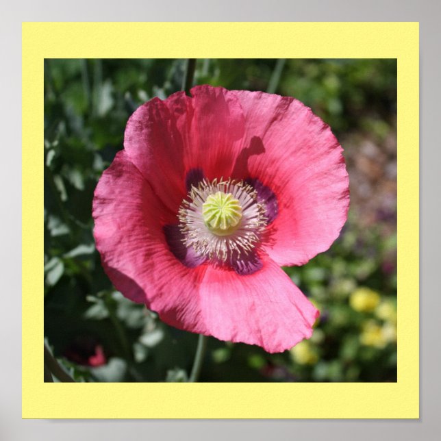 Texas Pink Skullcap Print II (Front)