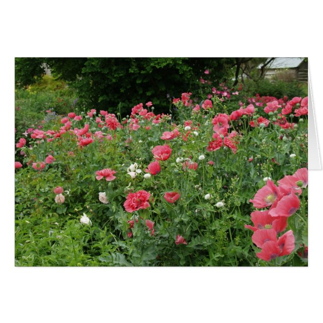 Texas Poppies (Front Horizontal)