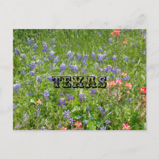TEXAS Postcard