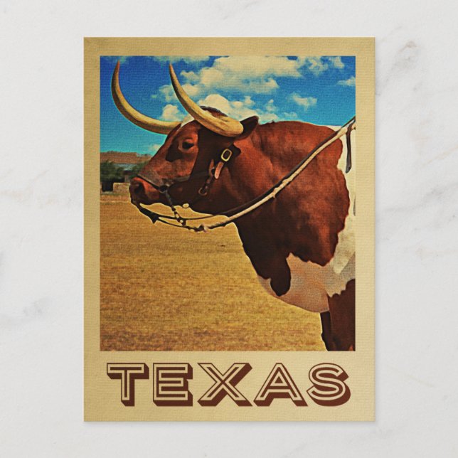 Texas Postcard Bull Vintage Travel Cattle Ranch (Front)