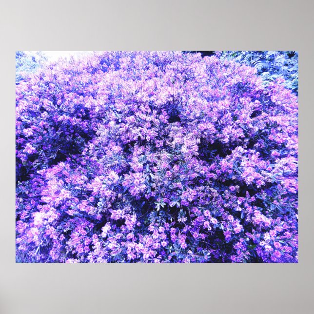 TEXAS SAGE  POSTER (Front)