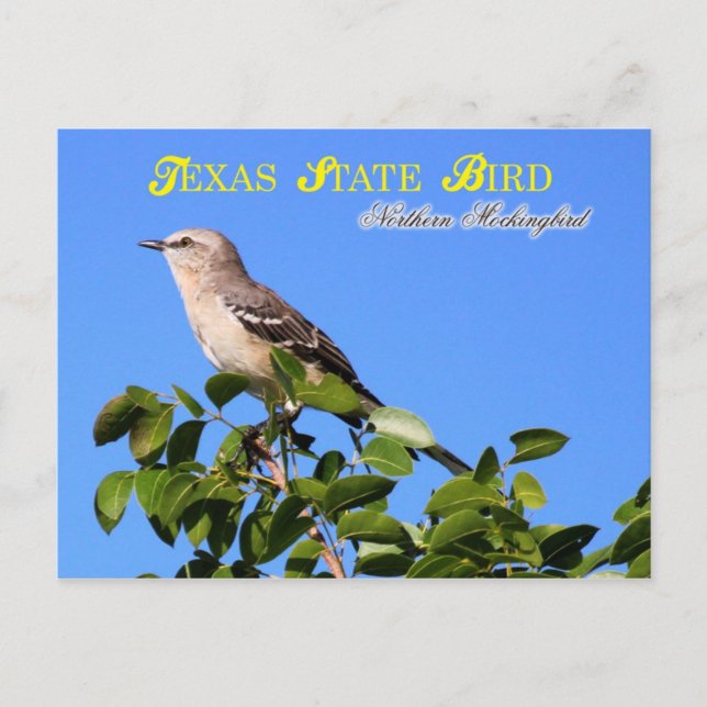 Texas State Bird - Northern Mockingbird Postcard (Front)