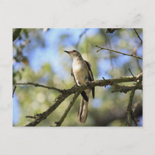 Texas State Bird Post Card