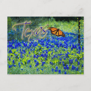 Texas State Flower - Bluebonnets Postcard