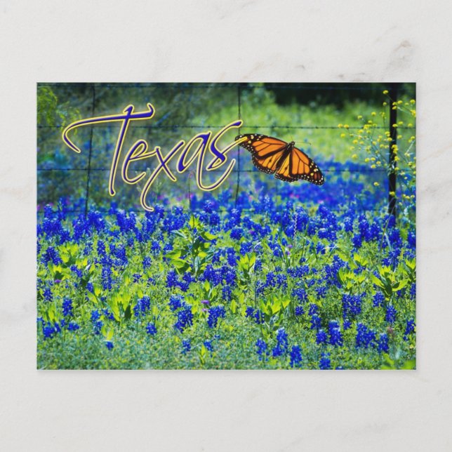 Texas State Flower - Bluebonnets Postcard (Front)