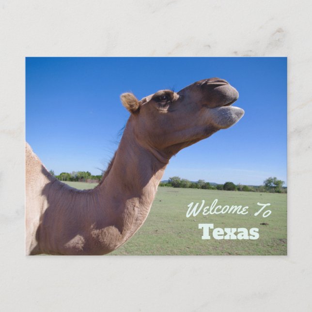 Texas State Postcard (Front)