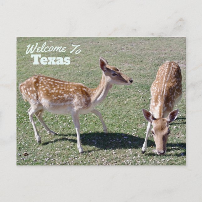 Texas State Postcard (Front)