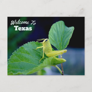 Texas State Postcard