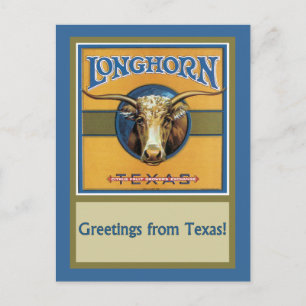 Texas Steer Longhorn Postcard