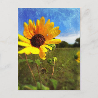Texas Sunflowers by Jill Postcard