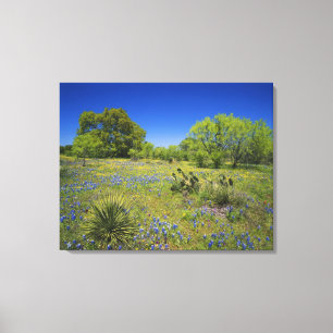 Texas, Texas Hill Country, Low bladderpod, Canvas Print