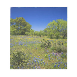 Texas, Texas Hill Country, Low bladderpod, Notepad