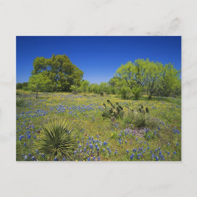 Texas, Texas Hill Country, Low bladderpod, Postcard (Front)