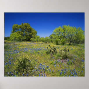Texas, Texas Hill Country, Low bladderpod, Poster
