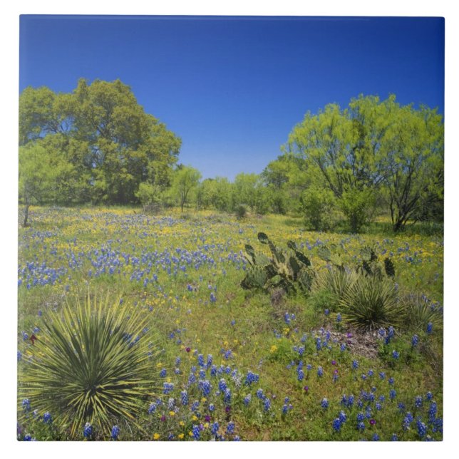 Texas, Texas Hill Country, Low bladderpod, Tile (Front)