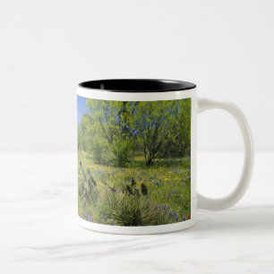 Texas, Texas Hill Country, Low bladderpod, Two-Tone Coffee Mug