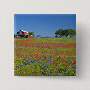 Texas, Texas Hill Country, Texas paintbrush 15 Cm Square Badge