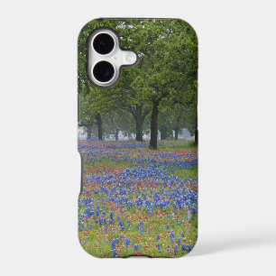 Texas, Texas Hill Country, Texas Paintbrush and
