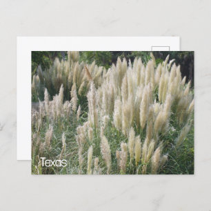 Texas Wild Flowers Postcard