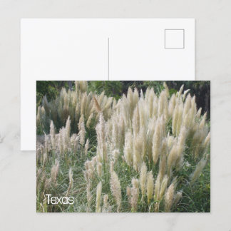 Texas Wild Flowers Postcard