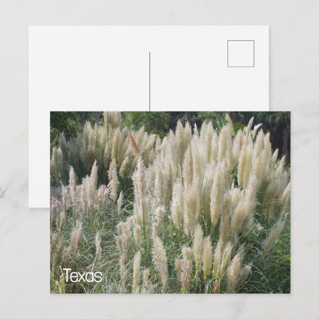 Texas Wild Flowers Postcard (Front/Back)