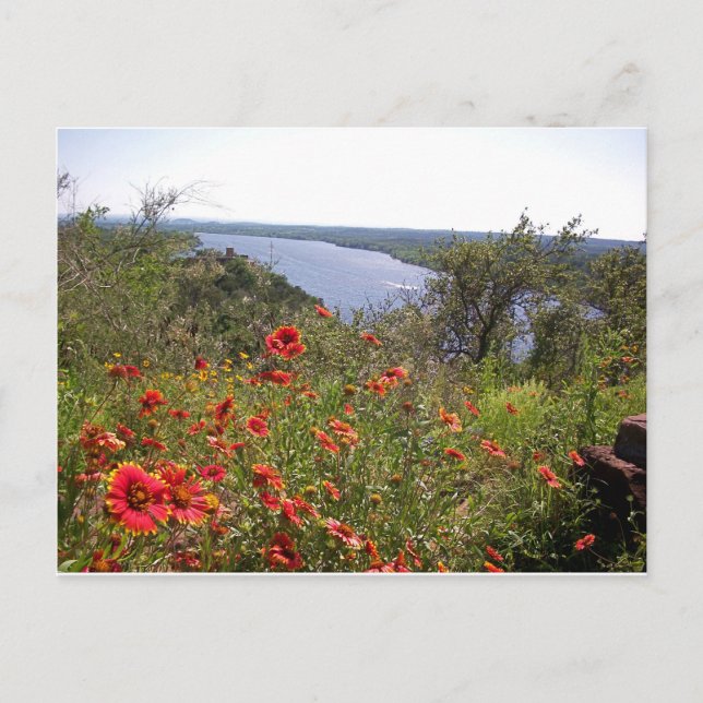Texas Wildflowers - Indian Blanket Postcard (Front)