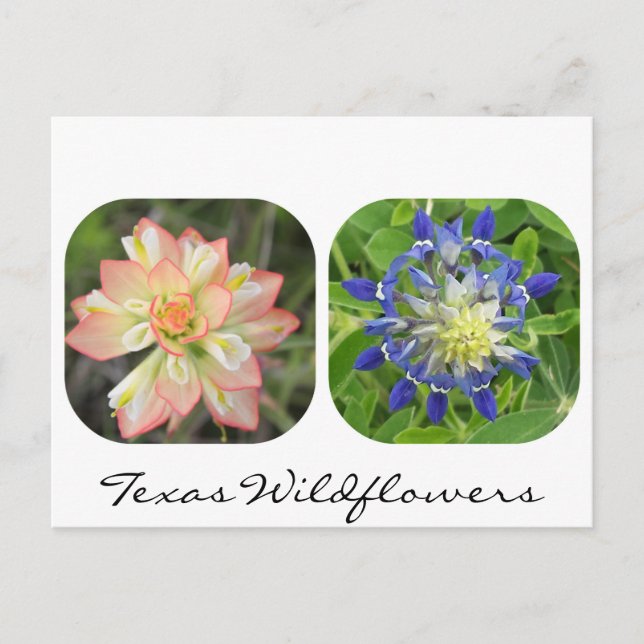 Texas Wildflowers Postcard (Front)