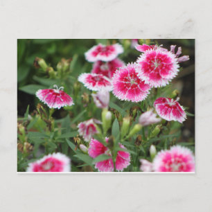 Texas Wildflowers Postcard