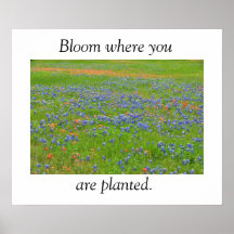 Texas Wildflowers Poster