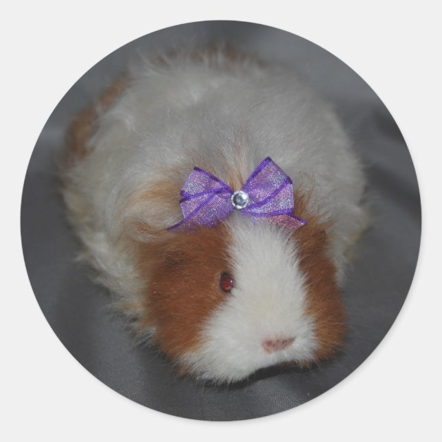Texel Guinea Pig with bow Classic Round Sticker (Front)