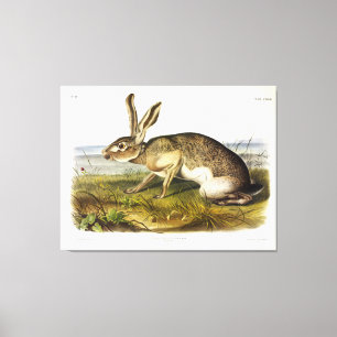 Texian Hare, Black-tailed Jack Rabbit by Audubon Canvas Print